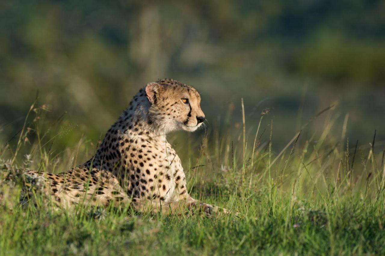 Taasa Lodge Serengeti Exterior foto